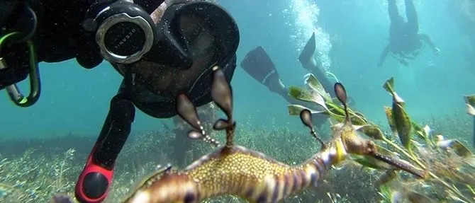 Academy of Scuba