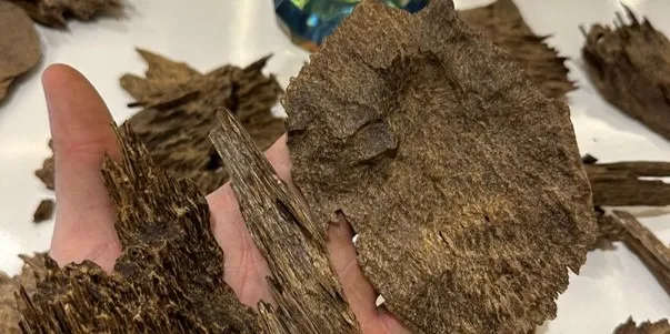 Agarwood Maroc